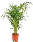 Goldfruchtpalme Angebote bei Hornbach Mettmann für 19,95 €