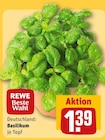 Basilikum im Angebot bei REWE in Paderborn Basilikum Angebote von REWE Beste Wahl bei REWE Paderborn für 1,39 €