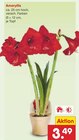 Aktuelle Zimmerpflanzen Angebote bei Netto Marken-Discount in Nürnberg Aktuelles Amaryllis Angebot bei Netto Marken-Discount in Nürnberg ab 3,49 €