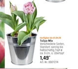 Tulipa Mix Angebote bei OBI Nordhausen für 1,49 €