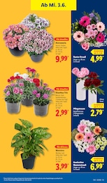 Blumen im Lidl Prospekt Blumen im Lidl Prospekt LIDL LOHNT SICH auf S. 69