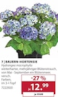 Aktuelles Bauern-Hortensie Angebot bei Dehner Garten-Center in Bottrop ab 12,99 €