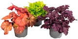Heuchera Meristem Mix »Purpurglöckchen« Angebote bei REWE Braunschweig für 3,49 €