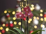 Garten-Center Nordharz GmbH & Co. KG - Phalaenopsis mit Übertopf Angebot im Prospekt Phalaenopsis mit Übertopf bei Garten-Center Nordharz GmbH & Co. KG im Prospekt "" für 9,99 €