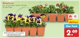 Aktuelles Beetpflanzen Angebot bei Netto Marken-Discount in Chemnitz ab 2,49 €
