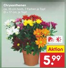 Chrysanthemen im Angebot bei Netto Marken-Discount in Paderborn Chrysanthemen Angebote bei Netto Marken-Discount Paderborn für 5,99 €