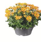 Chrysanthemen-Schale Angebote bei Lidl Mannheim für 2,99 €