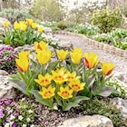 Thomas Philipps Vechta - Tulpen Angebot im Prospekt Tulpen bei Thomas Philipps im Vechta Prospekt für 1,99 €