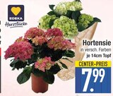 Hortensie von Edeka Herzstücke im aktuellen EDEKA Prospekt für 7,99 €