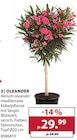 Oleander bei Dehner Garten-Center im Peißenberg Prospekt für 29,99 €