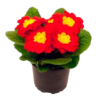 Blumenzwiebel Angebote bei EDEKA Flensburg für 0,99 €