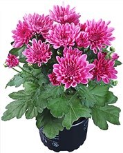 Chrysanthemen 1 Trieber bei Kaufland in Eberswalde Chrysanthemen 1 Trieber im Angebot bei Kaufland Eberswalde für 0,99 €