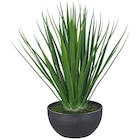Kunstpflanze Yucca-Gloriosa im POCO Prospekt Kunstpflanze Yucca-Gloriosa von im aktuellen POCO Prospekt für 29,99 €