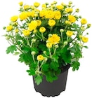 Penny - Bauernchrysantheme Angebot im Prospekt Bauernchrysantheme bei Penny im Prospekt "" für 1,69 €