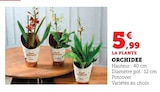 Orchidée en promo chez Super U Valence à 5,99 €