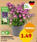 Glattblattaster im Angebot bei Penny-Markt in Rheine Glattblattaster Angebote bei Penny-Markt Rheine für 1,49 €