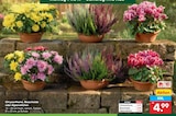 Aktuelle Blumen Angebote bei Netto Marken-Discount in Cottbus Aktuelles Chrysantheme Angebot bei Netto Marken-Discount in Cottbus ab 4,99 €