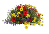Trio d’annuelles fleuries en promo chez LaMaison.fr Saint-Nazaire à 6,95 €