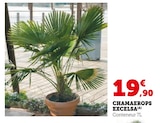 Chamaerops Excelsa dans le catalogue Hyper U