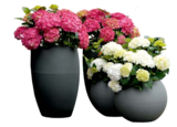 Aktuelle Hortensie Angebote bei Hagebaumarkt in München Aktuelles Freiland-Hortensie „Hydrangea macrophylla“ Angebot bei Hagebaumarkt in München ab 12,99 €