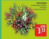 Herbsttulpen im Angebot bei Marktkauf in Plauen Herbsttulpen Angebote bei Marktkauf Plauen für 3,33 €