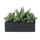B&M Semécourt - Promo Plante dans pot Promo Plante dans pot à 3,29 € dans le catalogue B&M à Semécourt