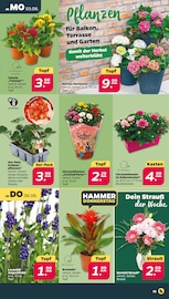 Hortensie im Netto mit dem Scottie Prospekt in Dresden Aktueller Netto mit dem Scottie Prospekt mit Hortensie, "Günstig. Besser. Für Dich.", Seite 15