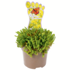 Bodendecker „Die Trittfesten“ im aktuellen toom Baumarkt Prospekt für 2,29 €