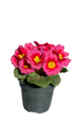 Blumenzwiebeln oder Primeln von  im aktuellen ALDI SÜD Prospekt für 0,89 €