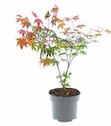 JAPANISCHER FÄCHERAHORN für 12,99 € bei OBI im Angebot JAPANISCHER FÄCHERAHORN im aktuellen OBI Prospekt