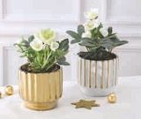 Hellebore en promo chez Super U Villeurbanne à 7,99 €