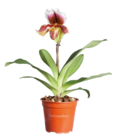 Orchidée Paphiopedilum "American Hybride" en promo chez Lidl Aix-en-Provence à 12,99 €