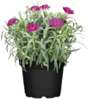 Globus-Baumarkt Müllheim - Nelken (Dianthus „Oscar“) Angebot im Prospekt Nelken (Dianthus „Oscar“) bei Globus-Baumarkt im Müllheim Prospekt für 2,49 €