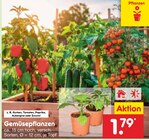 Gemüsepflanzen Angebote bei Netto Marken-Discount Hamburg für 1,79 €