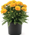 Sommerstauden-Mix im Angebot bei Zimmermann in Gronau Sommerstauden-Mix Angebote bei Zimmermann Gronau für 1,99 €