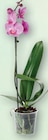 Orchideen im Angebot bei Zimmermann in Magdeburg Orchideen Angebote bei Zimmermann Magdeburg für 3,99 €