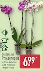 Phalaenopsis im Angebot bei ALDI Nord in Bochum Phalaenopsis Angebote von Gardenline bei ALDI Nord Bochum für 6,99 €