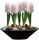 Composition jacinthe en coupe zinc - Lidl à Gennevilliers Composition jacinthe en coupe zinc en promo chez Lidl Gennevilliers à 13,99 €