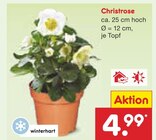 Christrose im Angebot bei Netto Marken-Discount in Ingolstadt Christrose Angebote bei Netto Marken-Discount Ingolstadt für 4,99 €