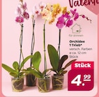 Orchidee 1 Trieb im aktuellen Netto mit dem Scottie Prospekt