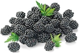 Brombeeren im Angebot bei REWE in Münster Brombeeren Angebote bei REWE Münster für 1,99 €