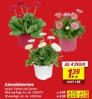 Gänseblümchen bei toom Baumarkt im Barntrup Prospekt für 1,39 €