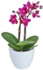 Aktuelle Blumentopf Angebote bei Kaufland in Bonn Aktuelles Orchidee im Keramik-Übertopf Angebot bei Kaufland in Bonn ab 6,99 €