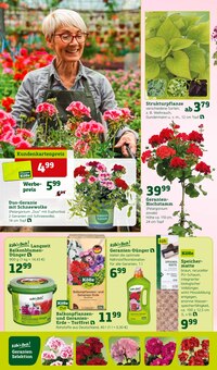 Geranien im Pflanzen Kölle Prospekt "Holen Sie sich den Frühling in Haus und Garten!" mit 16 Seiten (München)