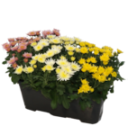Chrysanthèmes à Jardinerie Poullain dans Flexanville Chrysanthèmes à Jardinerie Poullain dans Flexanville