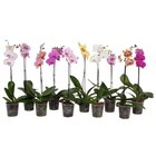Orchidée en promo chez Carrefour Vanves à 4,99 €