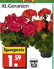 Aktuelle Geranien Angebote bei Wreesmann in Cottbus Aktuelles XL-Geranien Angebot bei Wreesmann in Cottbus ab 1,59 âŹ
