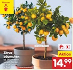 Zitrusbäumchen  im aktuellen Netto Marken-Discount Prospekt für 14,99 €