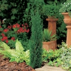 Cyprès de Provence - Carrefour à Rouen Cyprès de Provence en promo chez Carrefour Rouen à 19,99 €