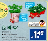 Erdbeerpflanzen im Angebot bei ALDI SÜD in Darmstadt Erdbeerpflanzen Angebote von GARDENLINE bei ALDI SÜD Darmstadt für 1,49 €